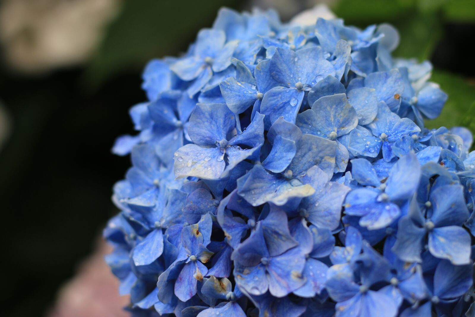 Canon EOS 70D + Canon EF 50mm F1.8 STM sample photo. Hydrangea, blue flower, purple photography