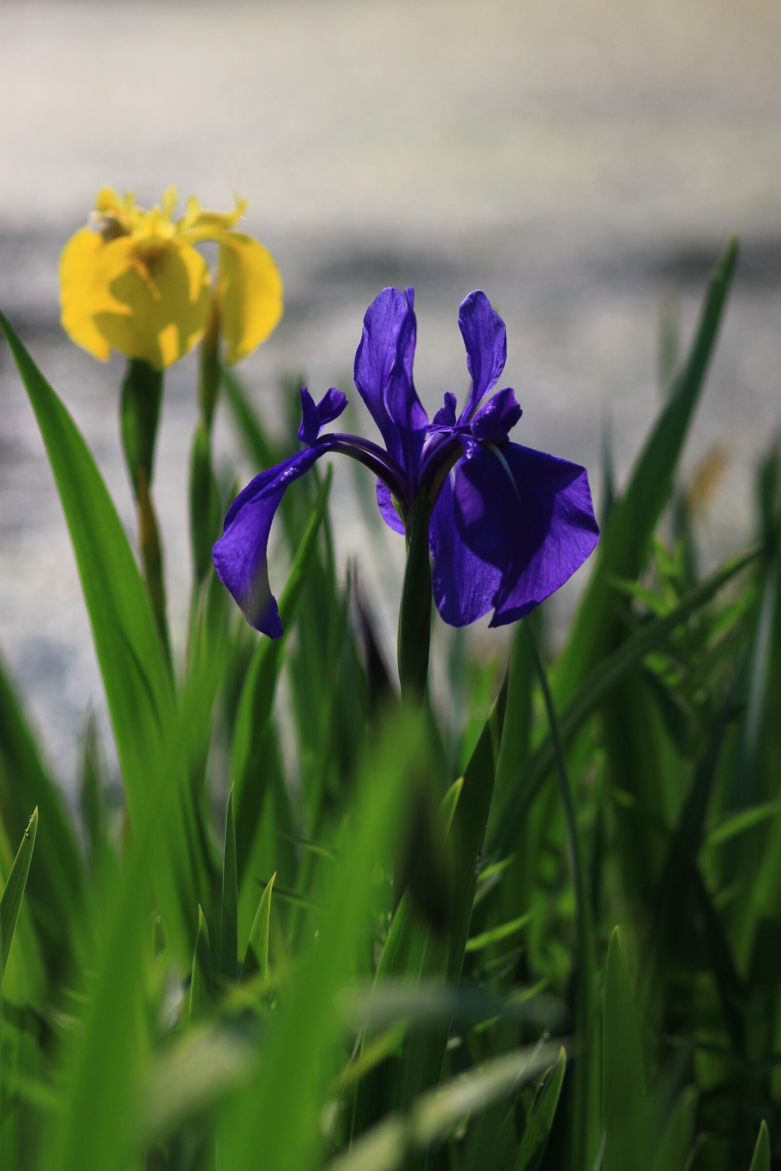 Canon EOS 500D (EOS Rebel T1i / EOS Kiss X3) sample photo. Plants, nature, some people photography