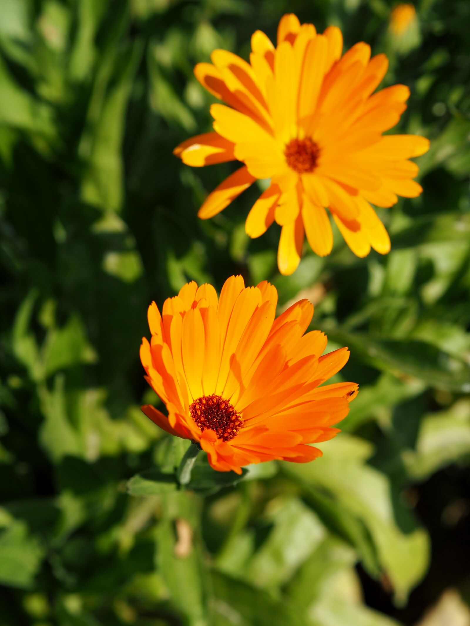 Olympus OM-D E-M10 + Olympus M.Zuiko Digital 45mm F1.8 sample photo. Marigold, flower, blossom photography