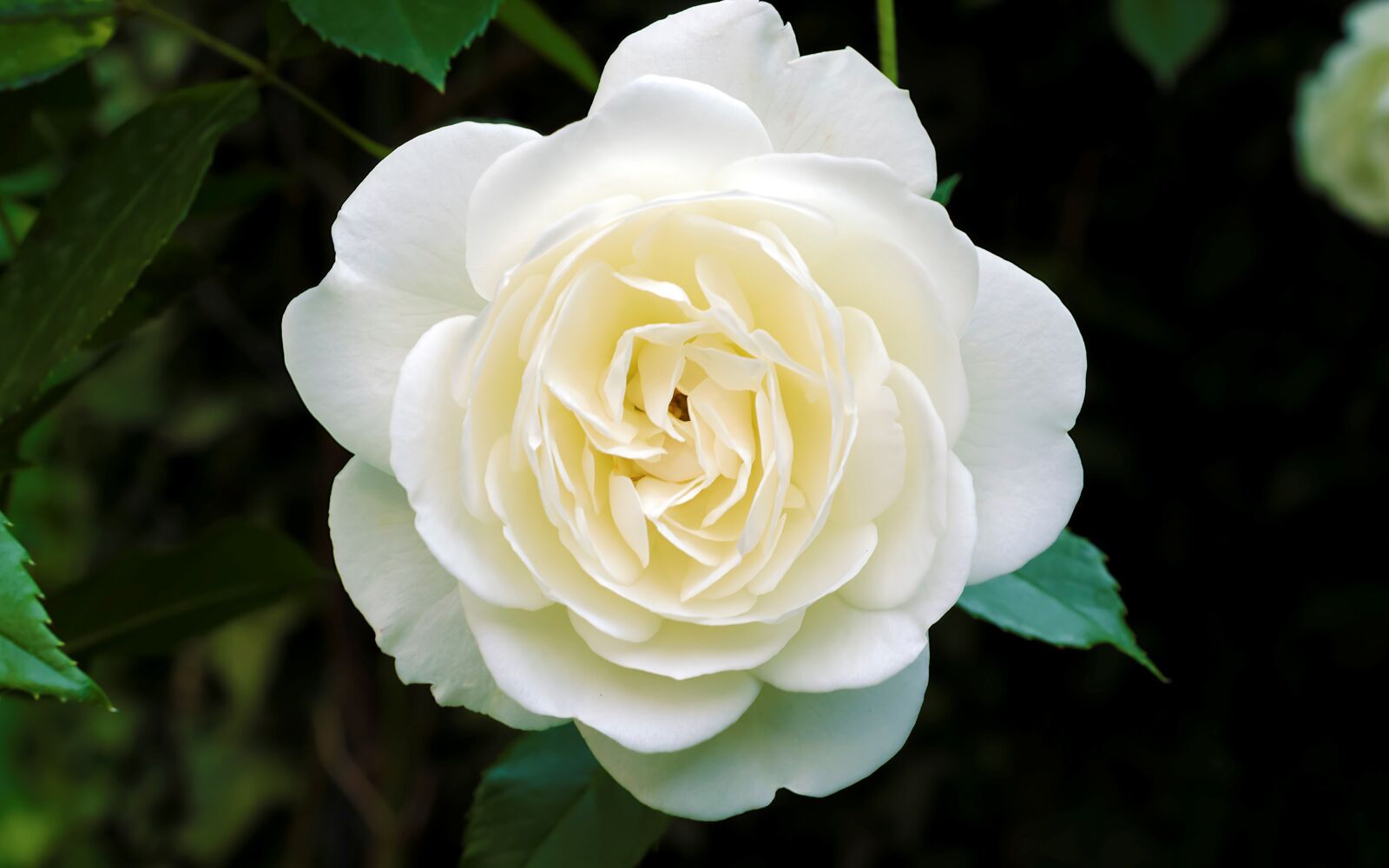 Nikon D5100 sample photo. Flower, petals, whites photography