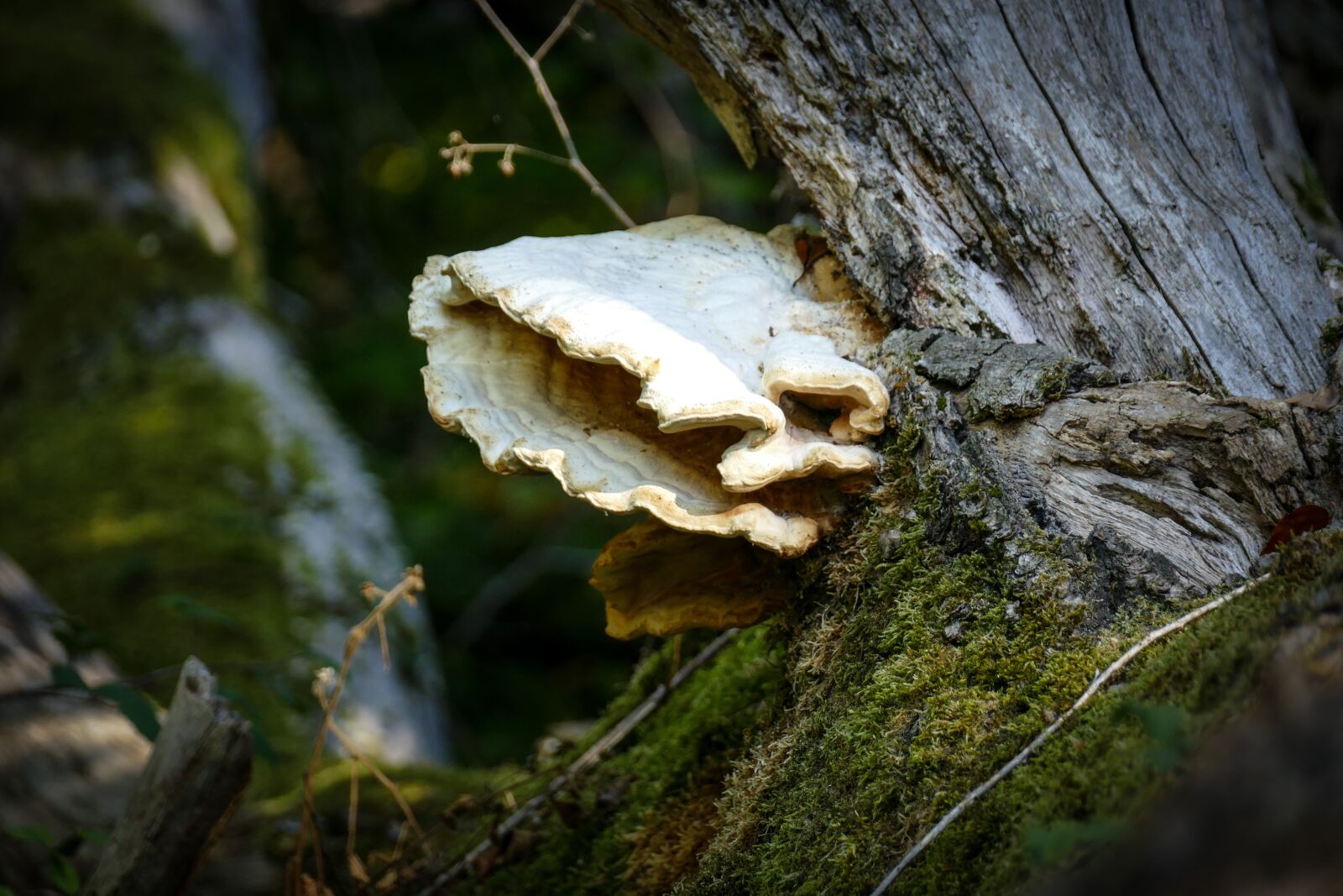 Panasonic Lumix DMC-FZ1000 sample photo. Mushroom, tree, nature photography