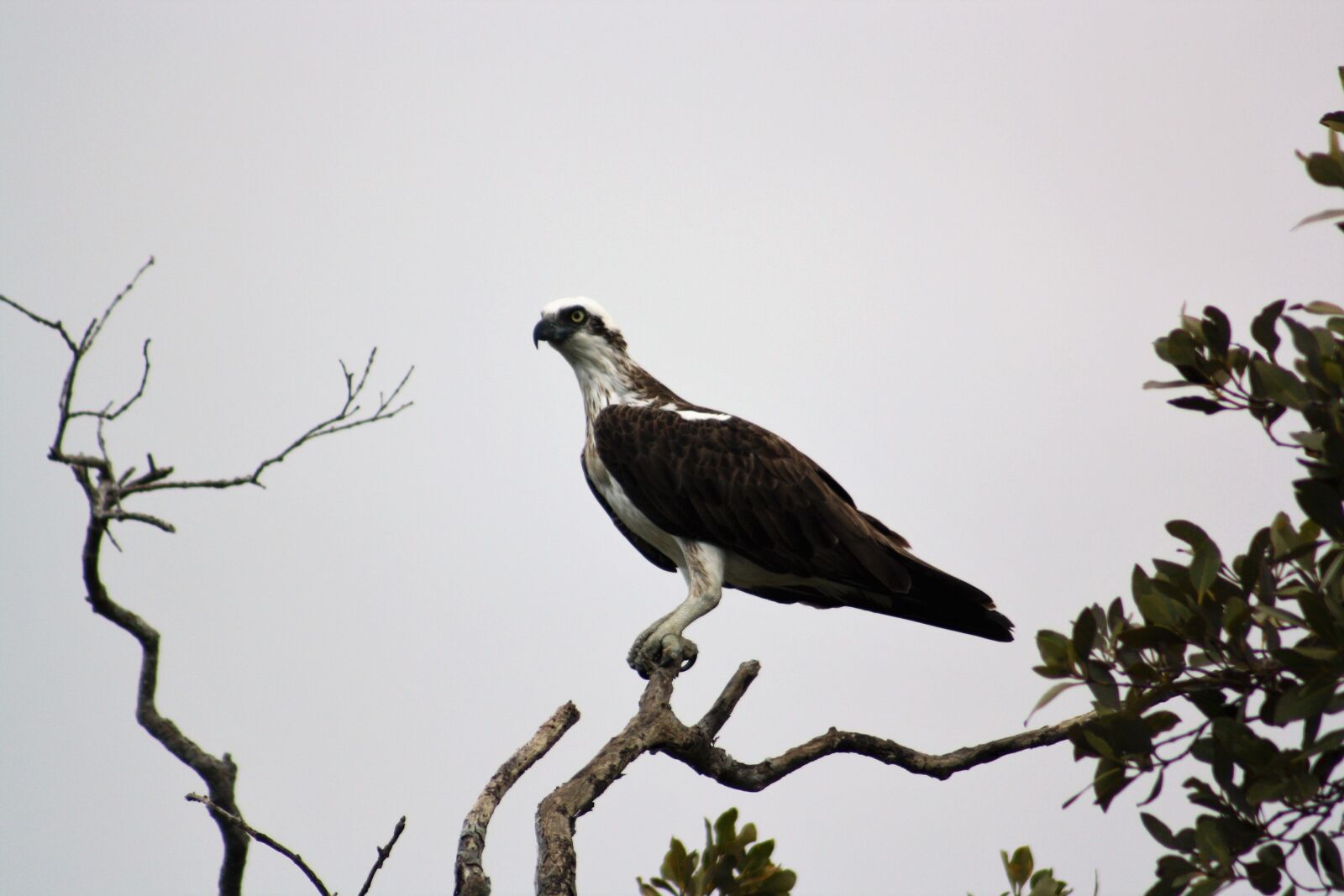 Canon EOS 1000D (EOS Digital Rebel XS / EOS Kiss F) sample photo. Osprey, nudgee, brisbane photography
