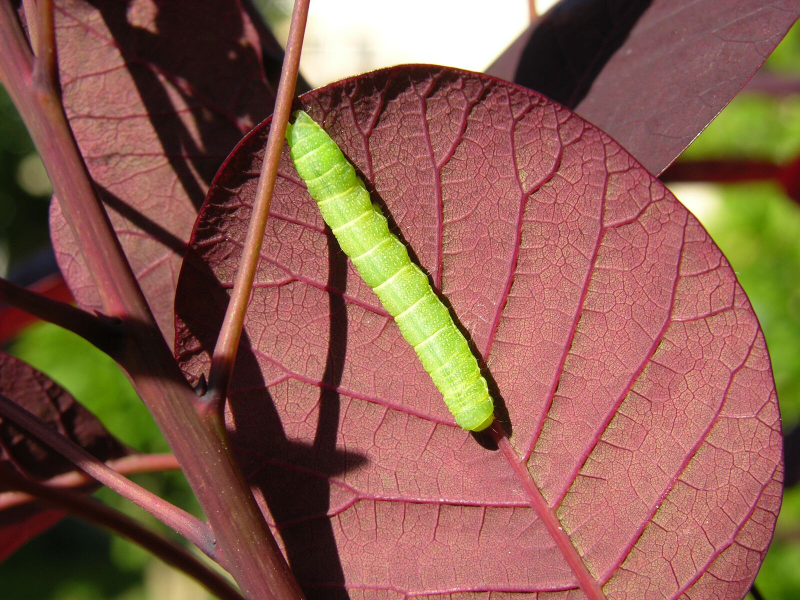Nikon E8700 sample photo. Caterpillar, leaf, nature photography