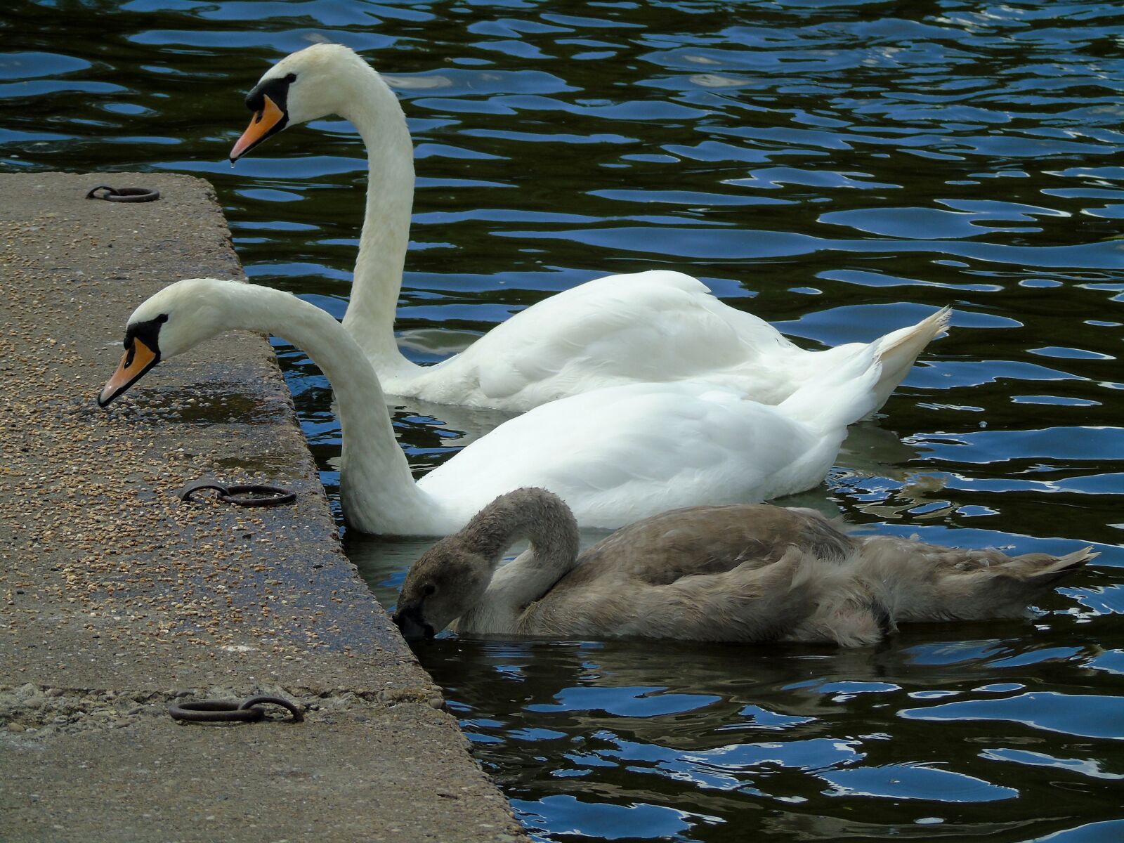 Sony Cyber-shot DSC-H400 sample photo. Swans, mute swan, water photography