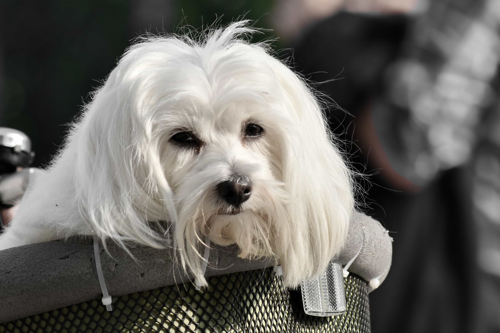 Nikon D5500 sample photo. Adorable, basket, curl, dog photography