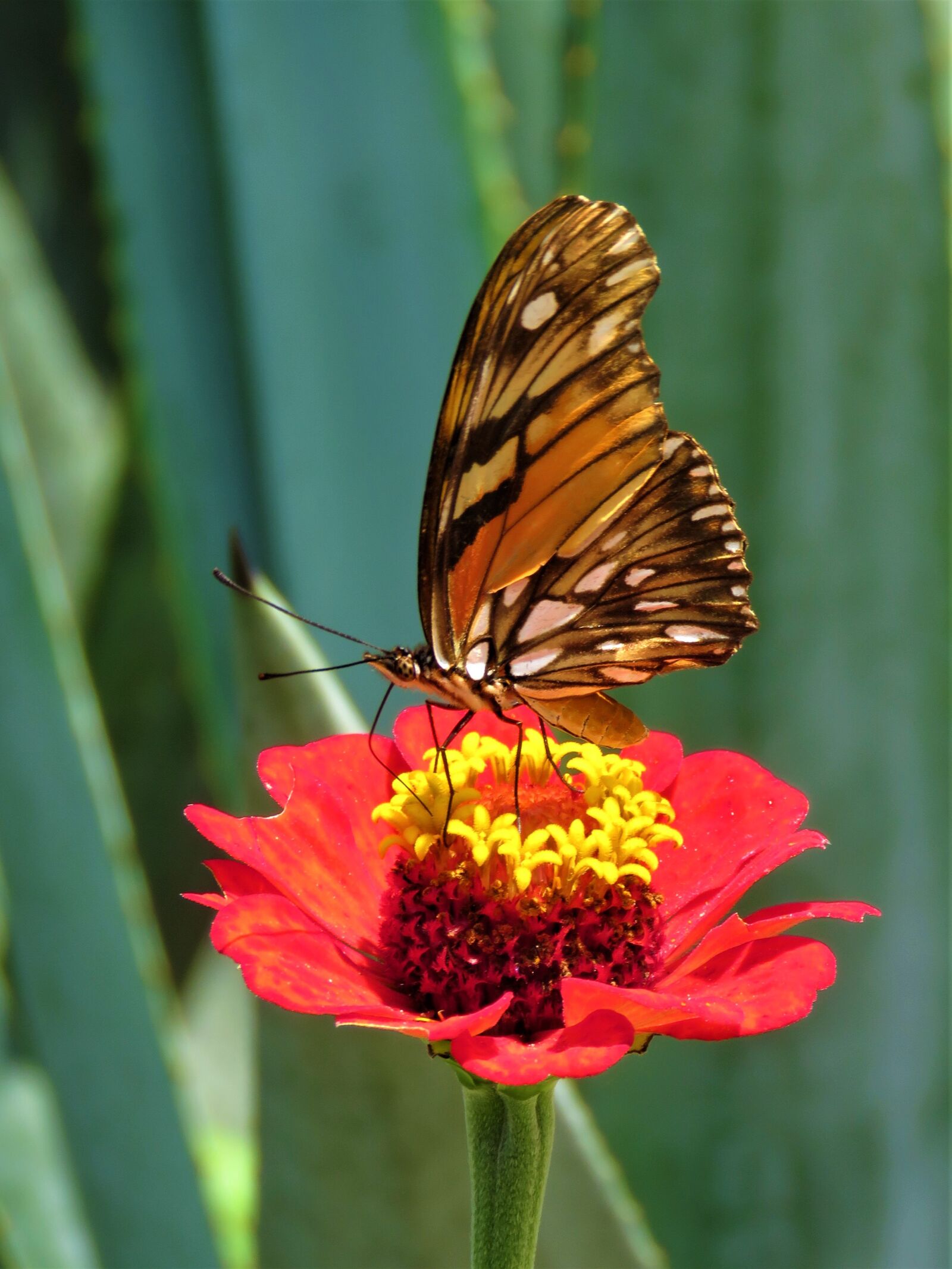 Canon PowerShot SX60 HS sample photo. Butterfly, flower, garden photography
