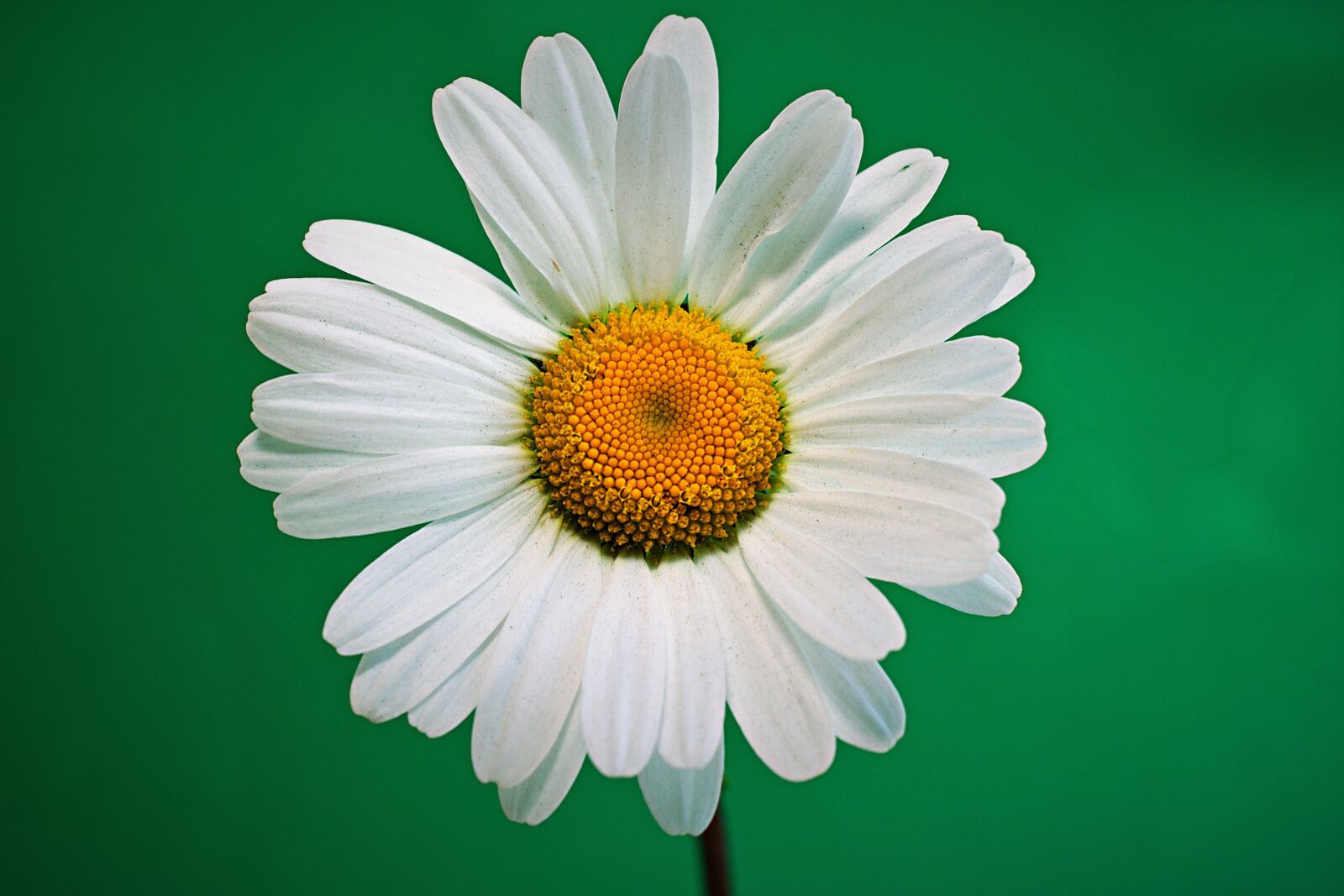 Nikon D3400 sample photo. Daisy, large, white photography