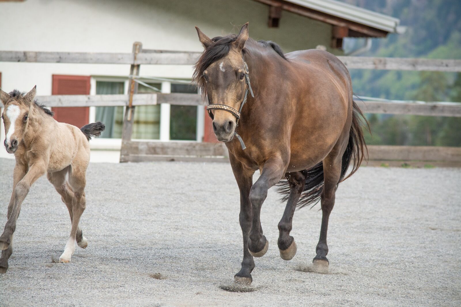 Nikon D7100 sample photo. Foal, horse, animals photography