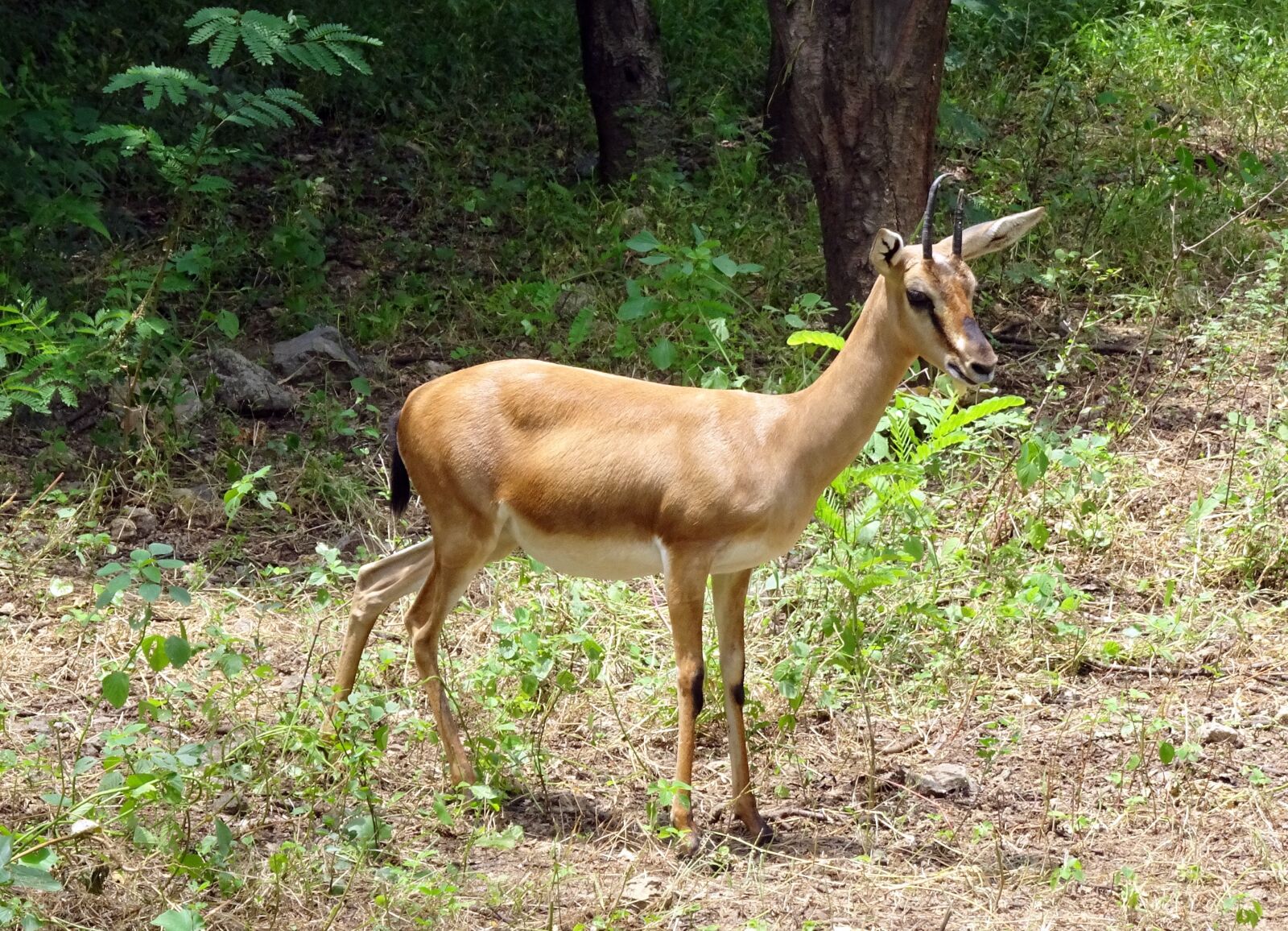 Sony Cyber-shot DSC-HX90V sample photo. Chinkara, gazella bennettii, indian photography