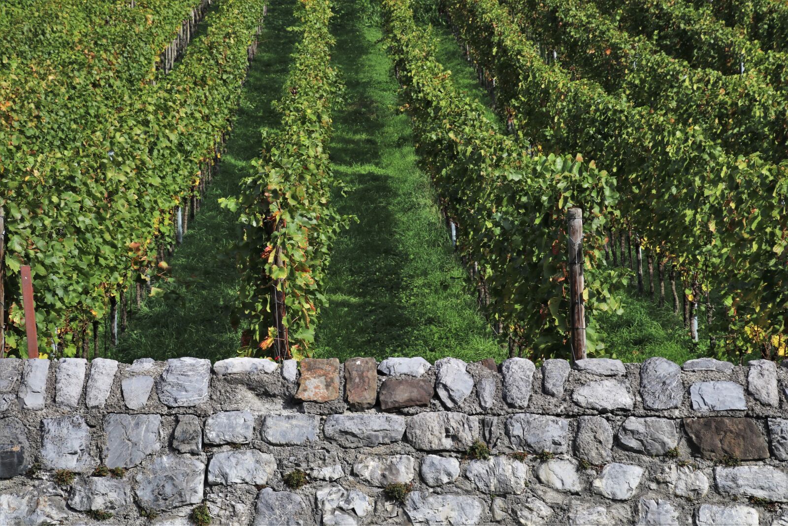 Canon EOS 80D sample photo. Lake dusia, vineyard, eco photography