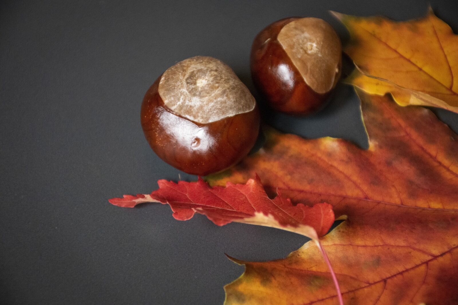 Nikon D5300 sample photo. Chestnut, autumn, in the photography