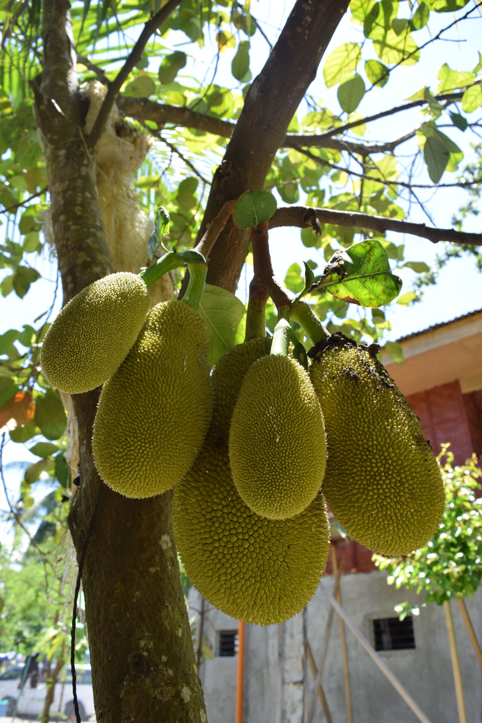 Nikon D5300 sample photo. Jack, fruit, jack fruit photography