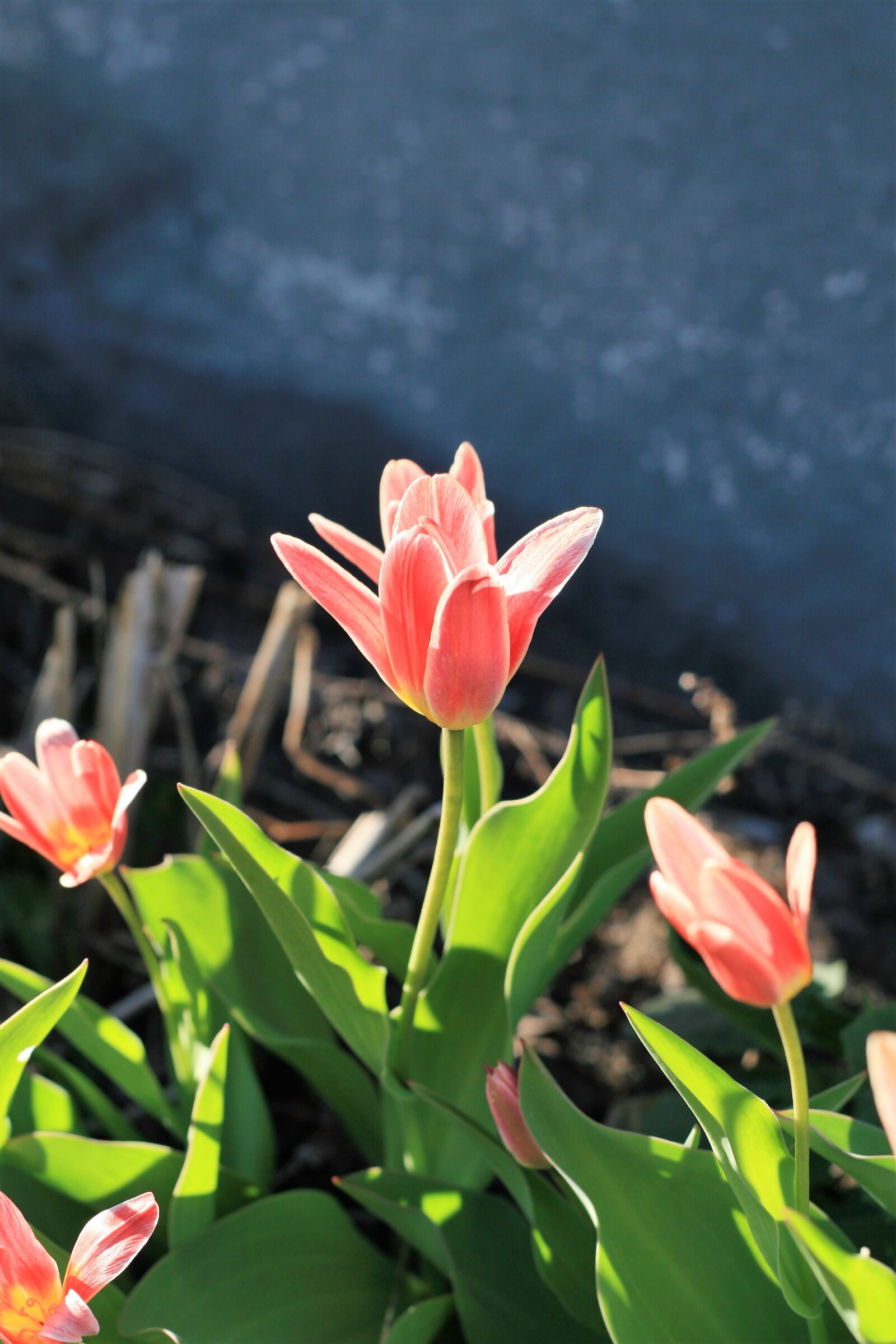 Canon EOS 30D sample photo. Flower, spring, nature photography