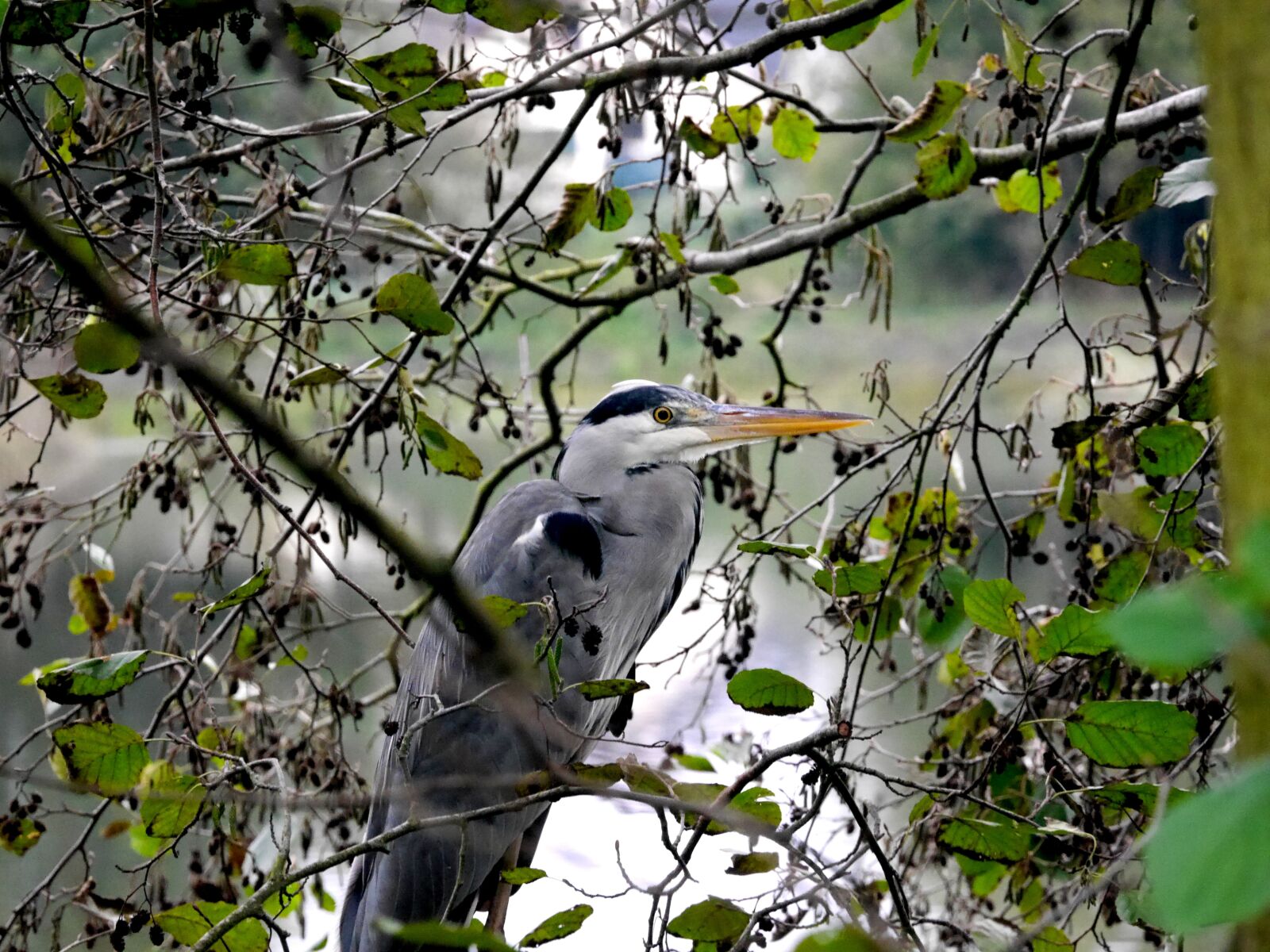 Panasonic Lumix DMC-G6 sample photo. Grey heron, nature, birds photography