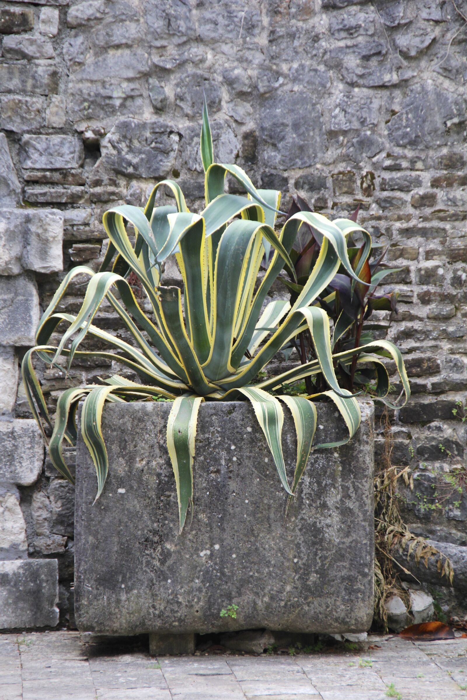 Canon EOS 60D sample photo. Plant, wall, wallflower photography