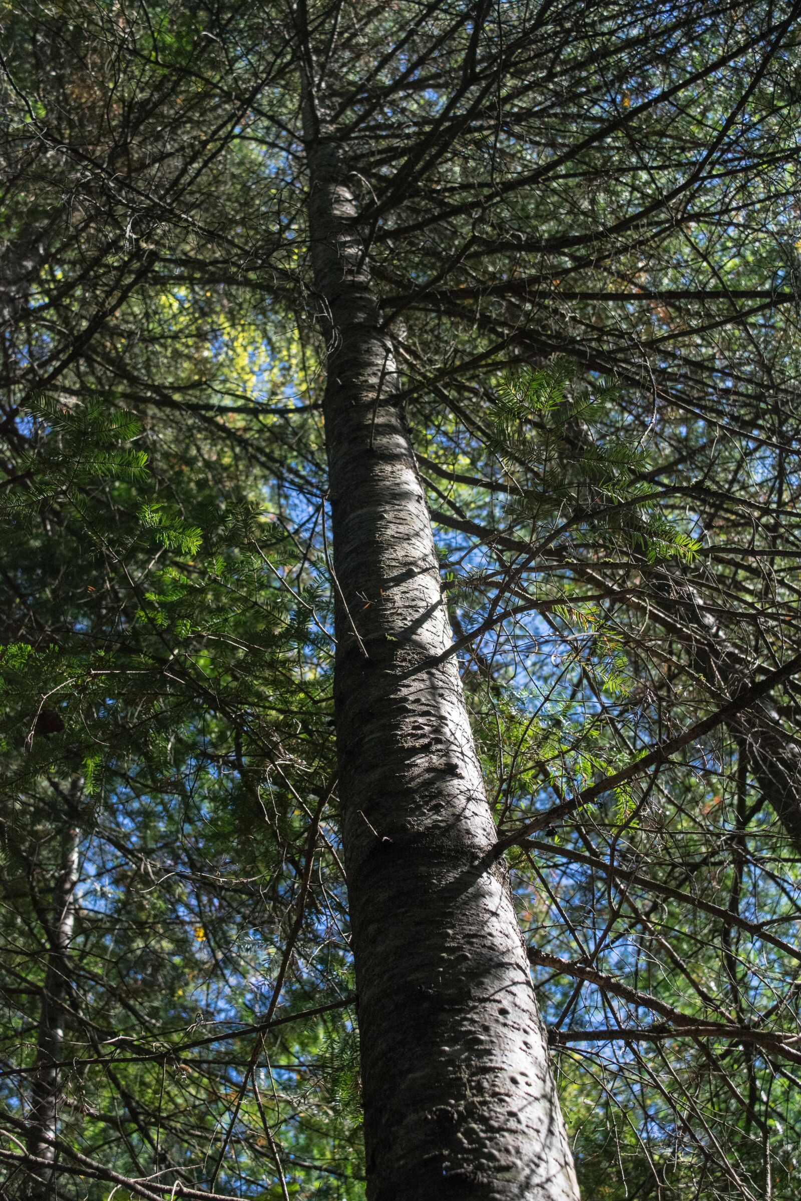 Nikon D3300 sample photo. Tree, nature, wood photography