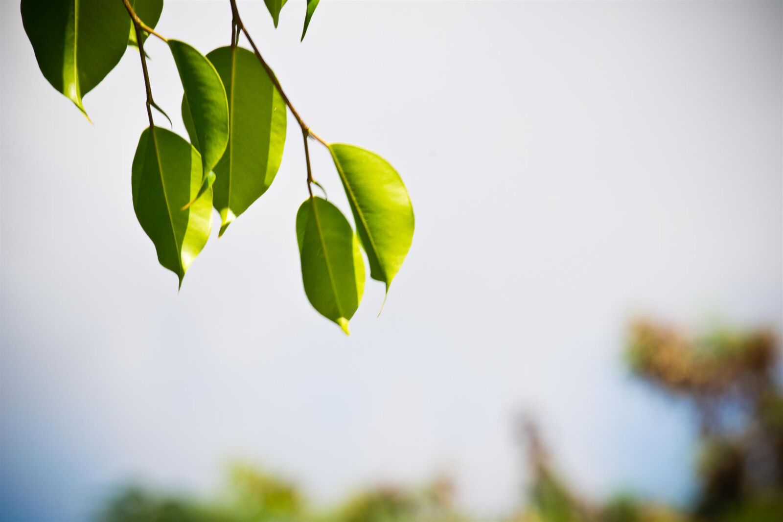 Nikon D3100 sample photo. Dof, green, leaves, nature photography