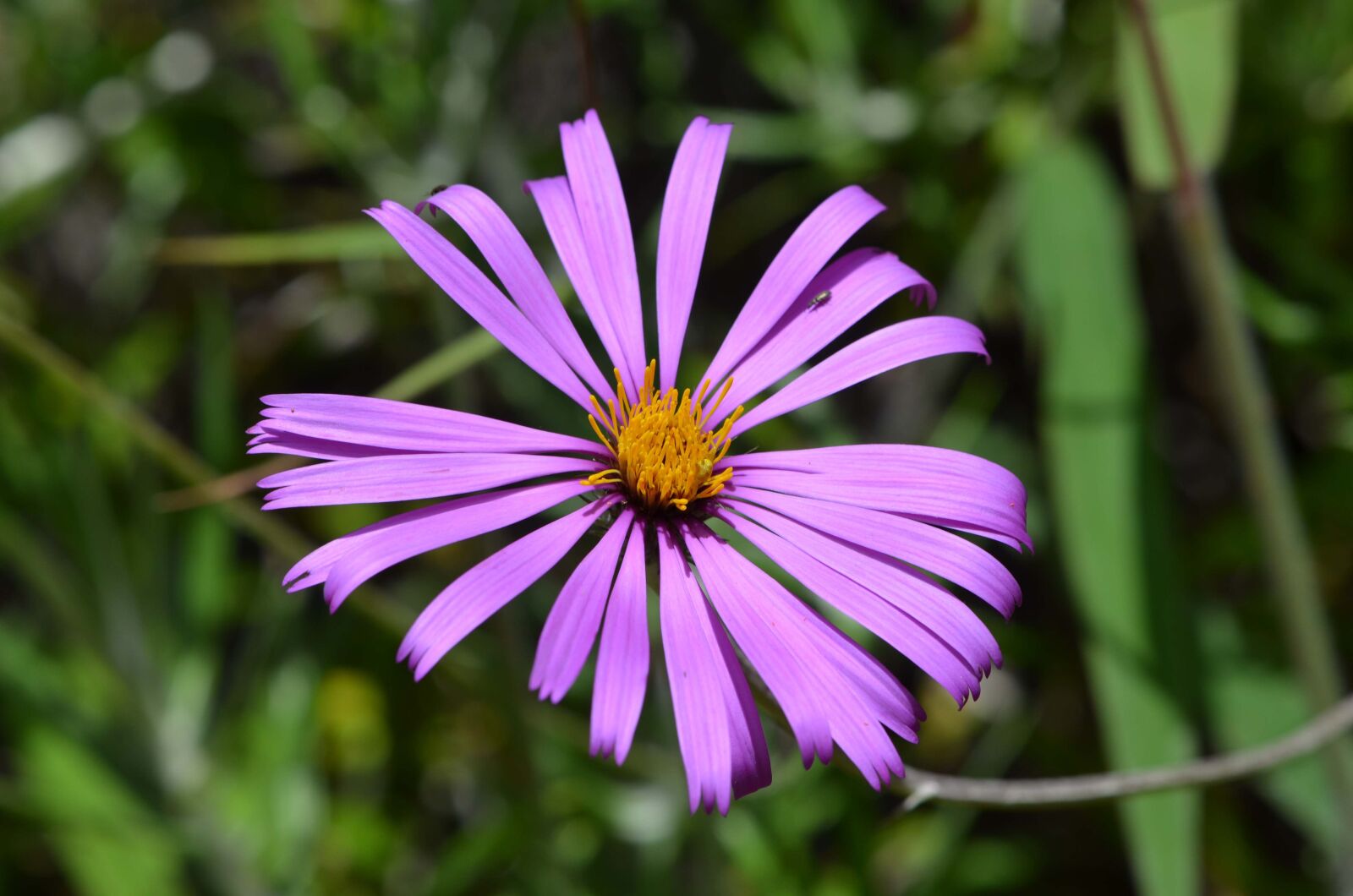 Nikon D5100 sample photo. Asteraceae, montane forest, peruvian photography