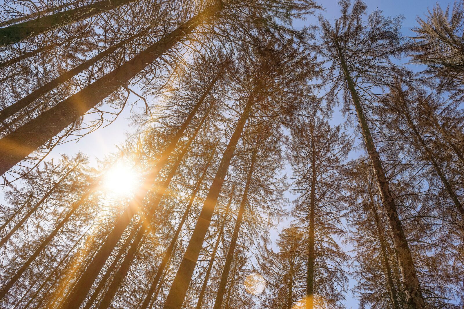 Nikon D3300 sample photo. Trees, sunbeam, nature photography