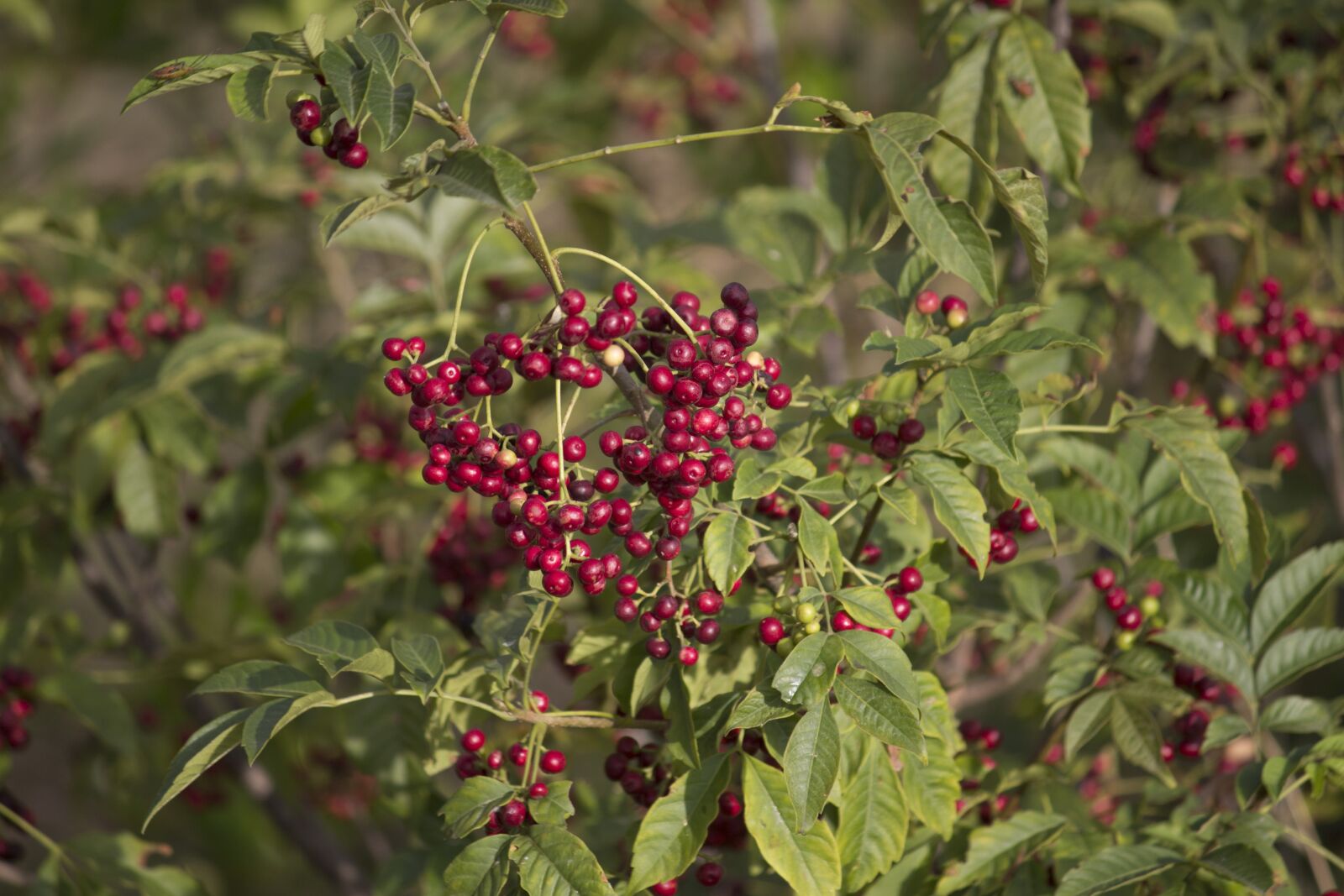 Canon EOS 700D (EOS Rebel T5i / EOS Kiss X7i) sample photo. Fruit, nature, leaf photography