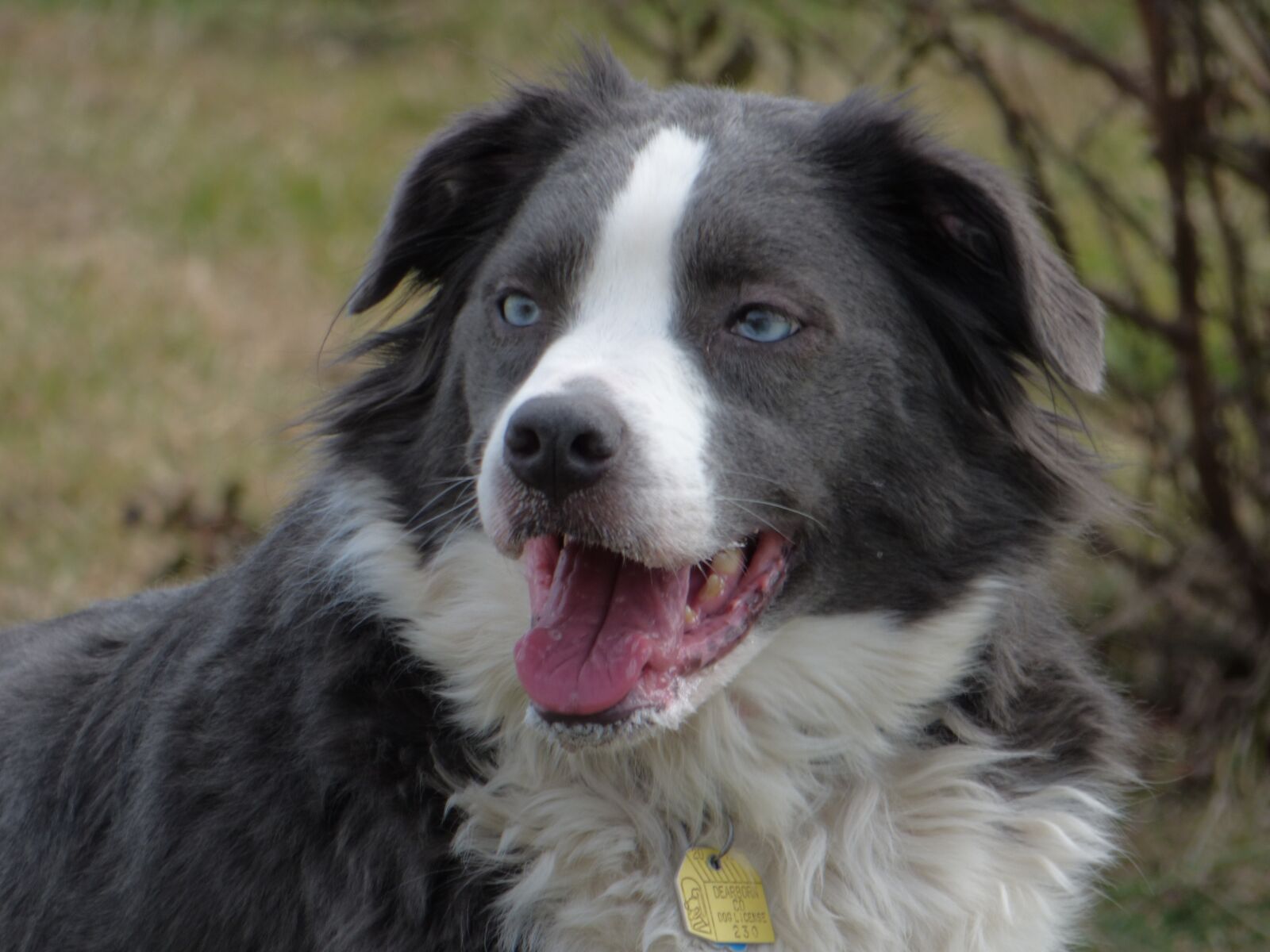 Panasonic Lumix DMC-FZ70 sample photo. Border collie, australian shepherd photography