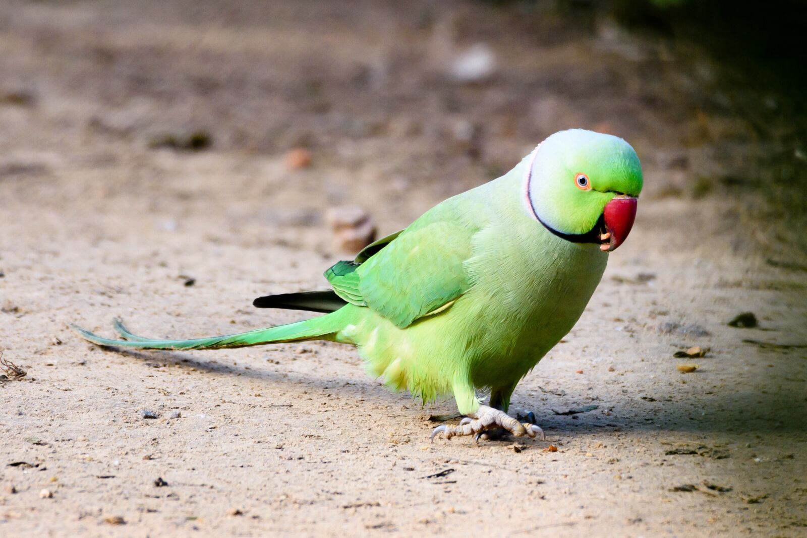 Nikon D7200 sample photo. Bird, parrot, animal photography