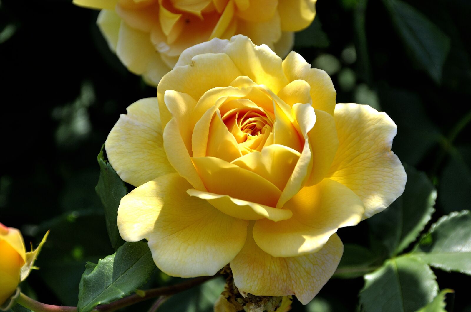 Nikon D90 sample photo. Rose, flowers, nature photography