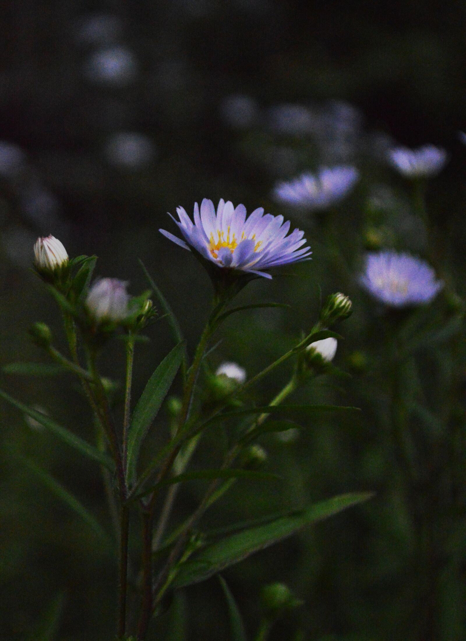Nikon D3200 sample photo. Flower, chrysanthemum, evening photography