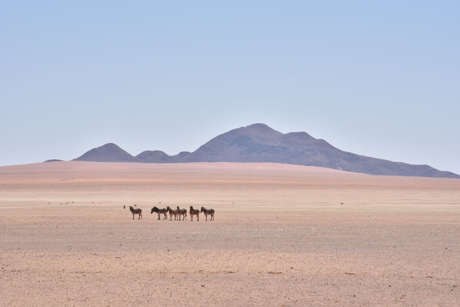 Nikon D750 sample photo. Namibia, zebra, africa photography