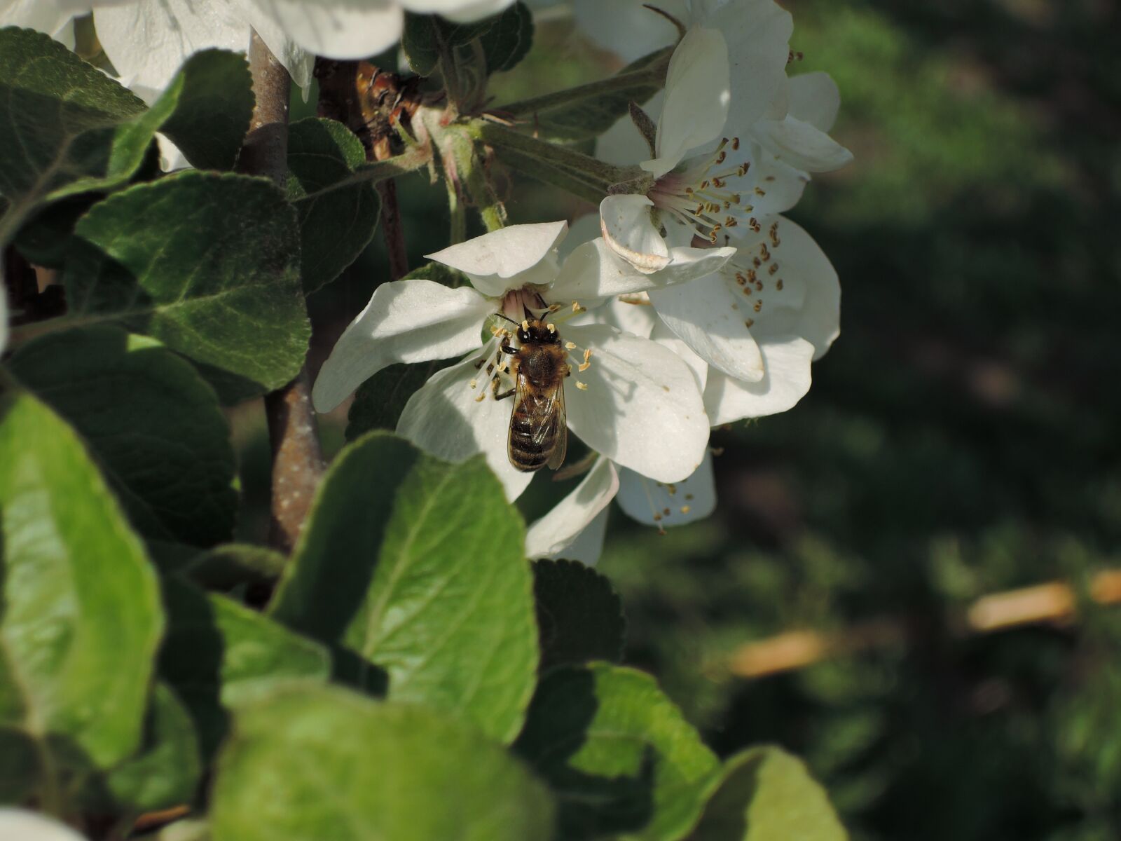 Nikon Coolpix P340 sample photo. Flowers, apple tree, bee photography