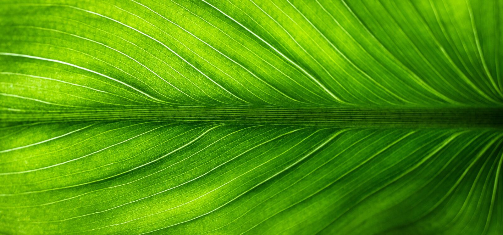 Sony E 30mm F3.5 Macro sample photo. Leaf, nature, green photography