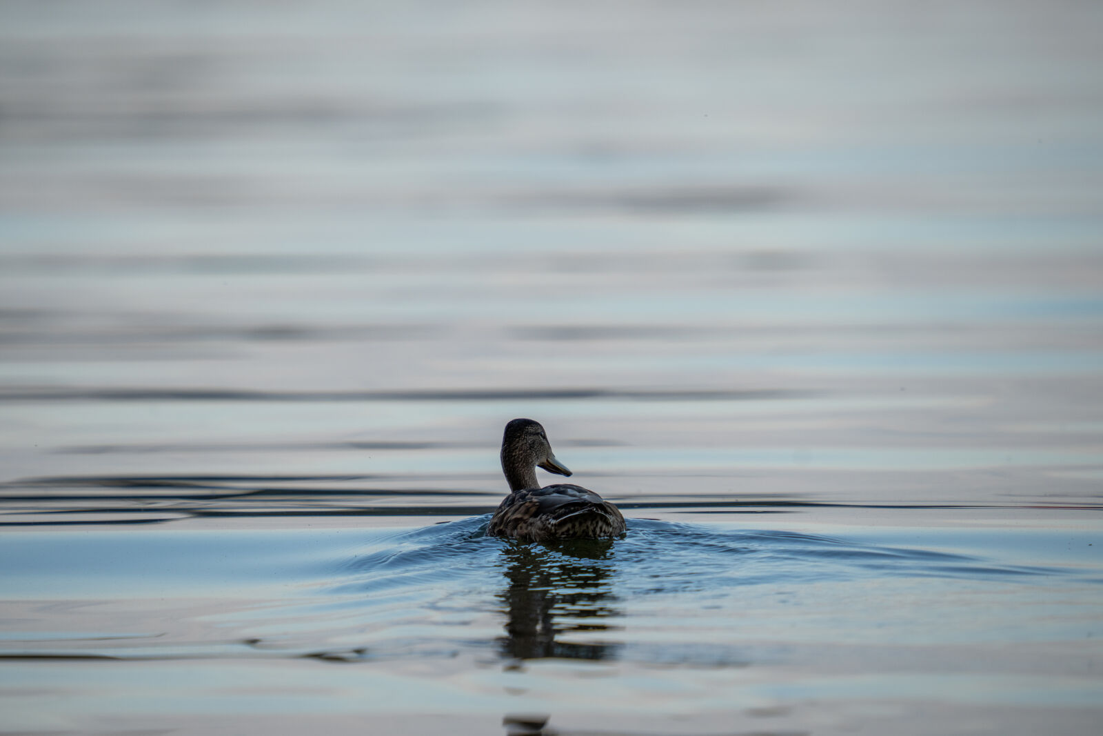Sony a1 + Sigma 150-600mm F5-6.3 DG DN OS | S sample photo. Duck of the evening photography