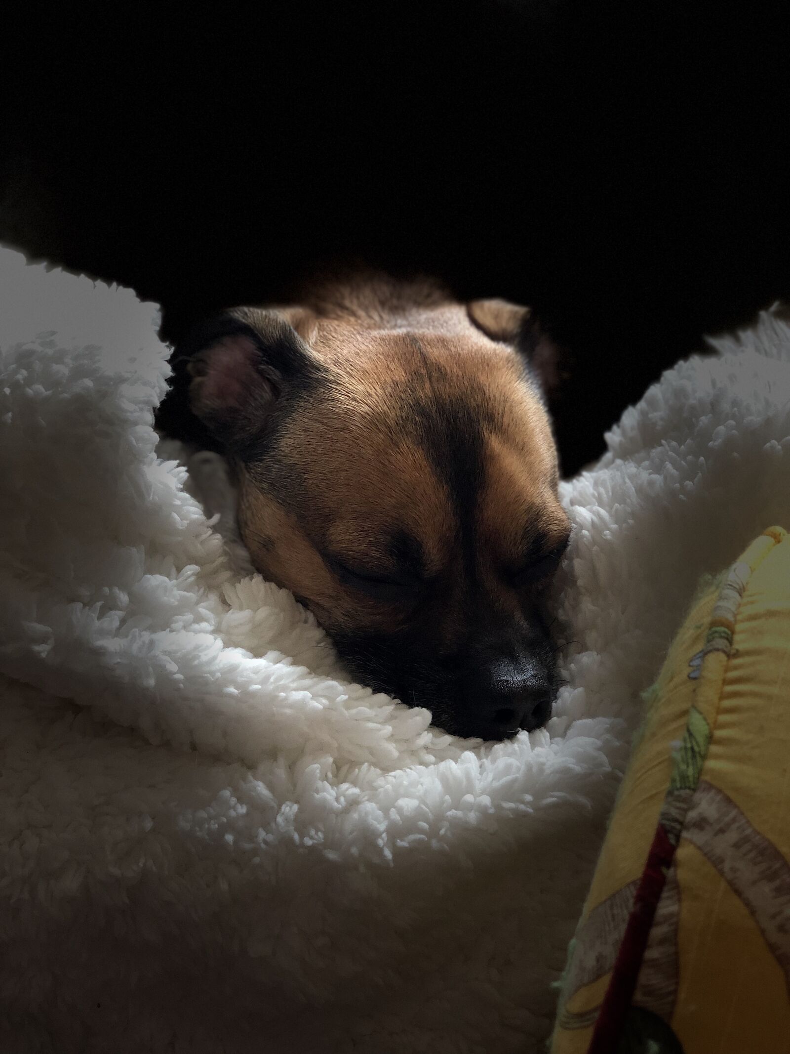 Apple iPhone X sample photo. Pet, dog on soft photography