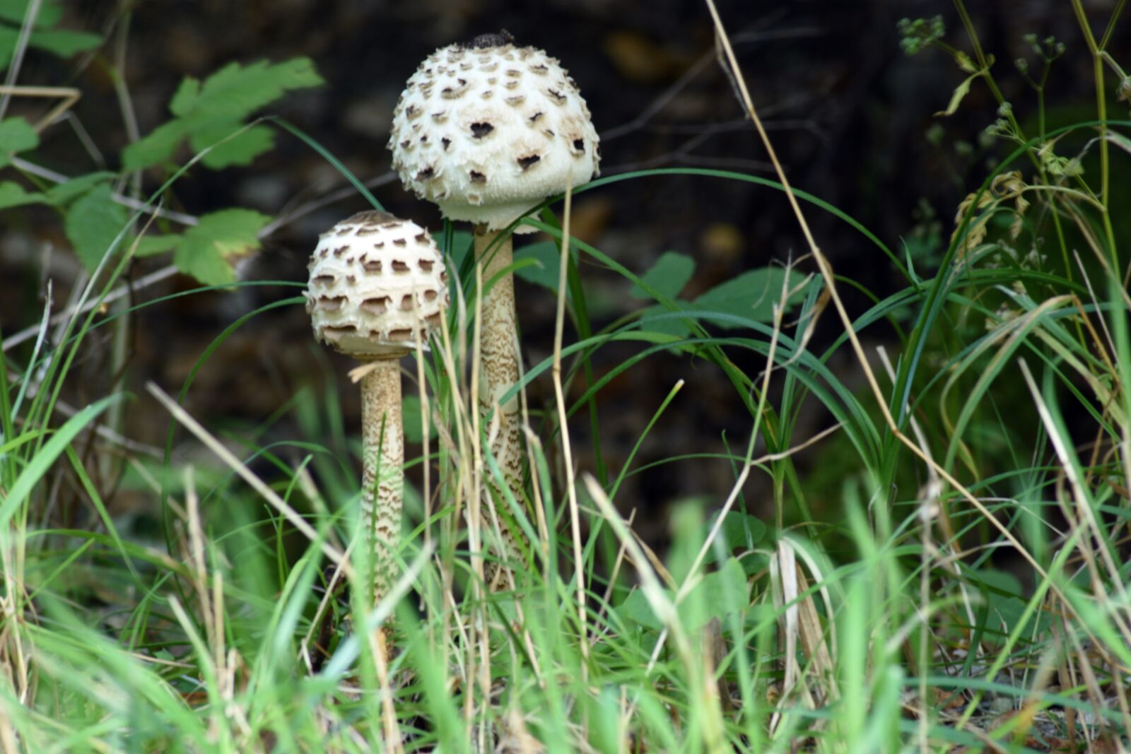 Nikon D3400 sample photo. Mushrooms, mushroom, moss photography