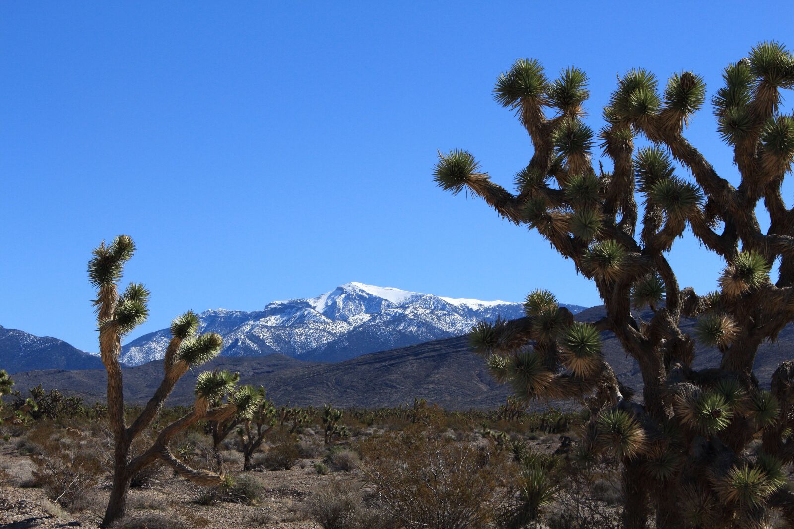 Canon EOS 700D (EOS Rebel T5i / EOS Kiss X7i) sample photo. Joshua tree, mt, charleston photography