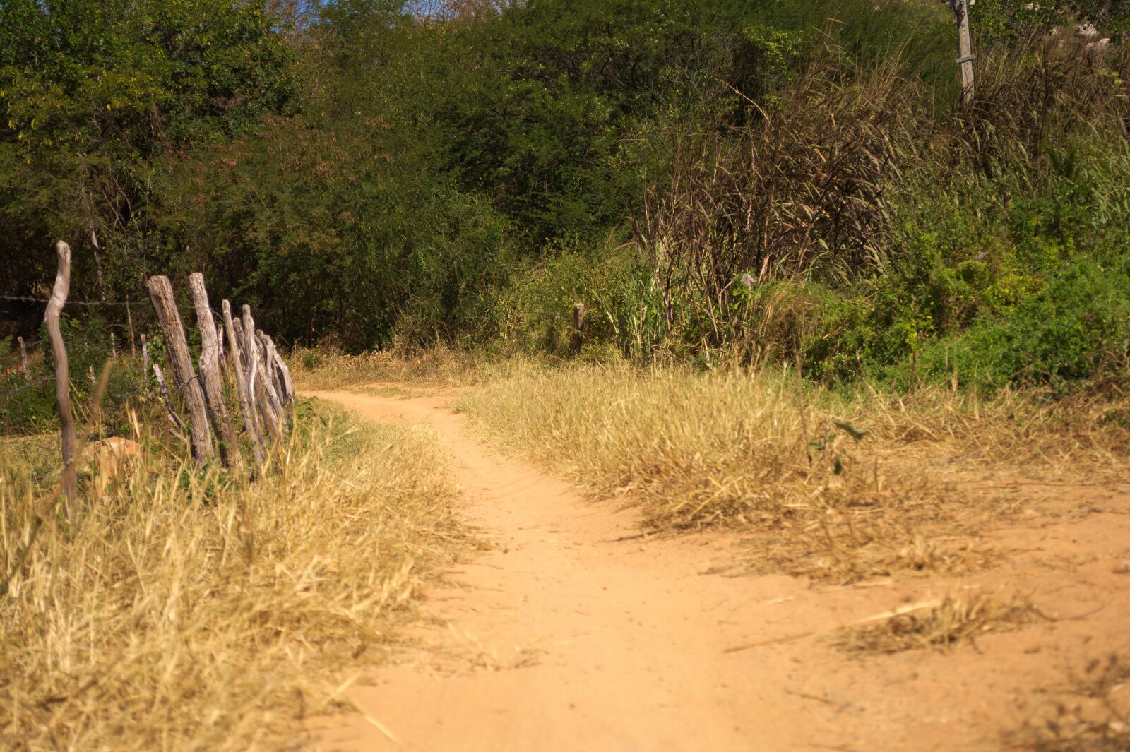 Nikon D5200 sample photo. Road, about, path photography