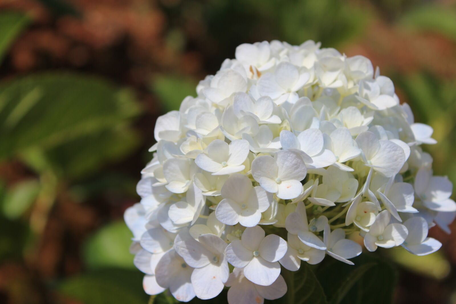 Canon EOS 600D (Rebel EOS T3i / EOS Kiss X5) sample photo. Flower, plant, romantic photography
