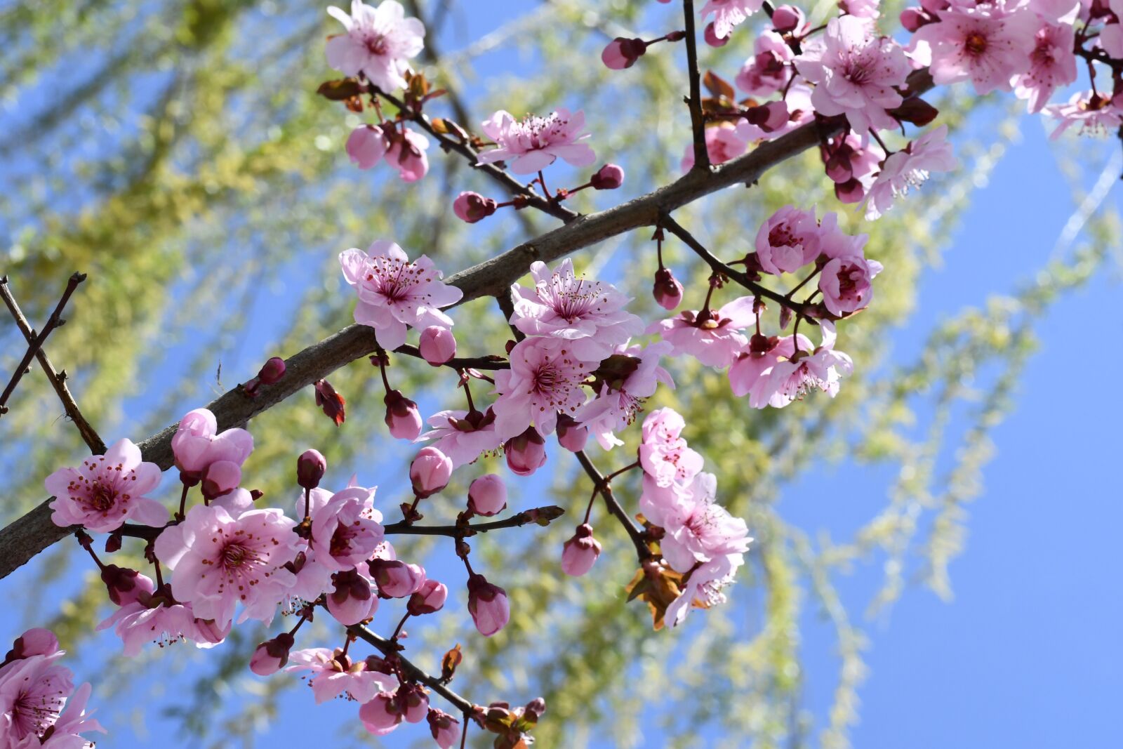 Nikon D7500 sample photo. Spring, flowers, plant photography