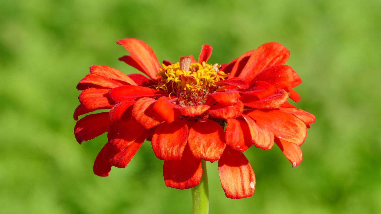 Panasonic Lumix DMC-FZ1000 sample photo. Zinnia, flower, red photography