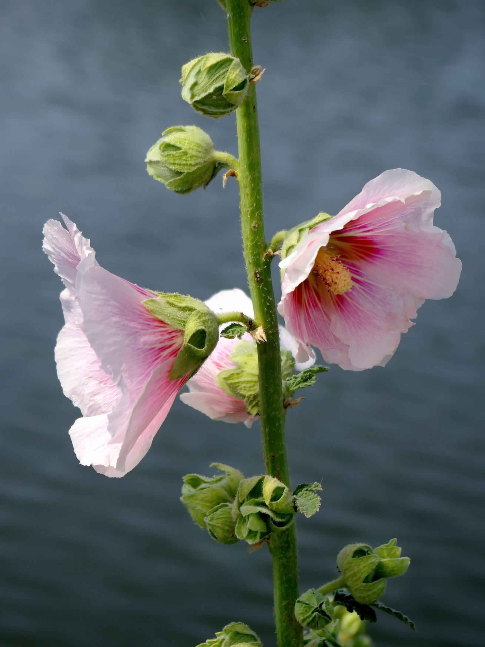 Pentax K-5 sample photo. Hollyhock, alcea rosea, primerose photography