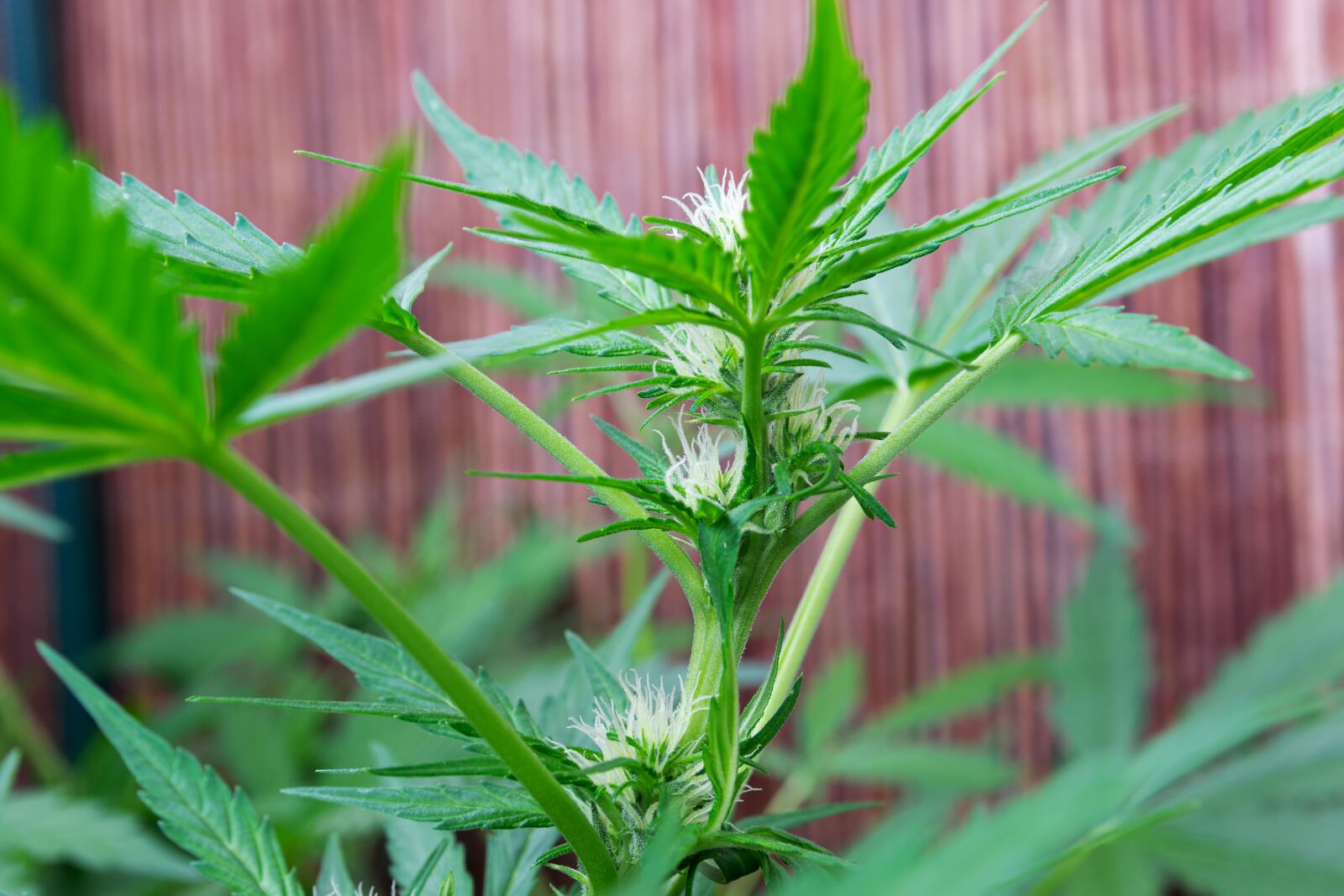 Nikon D5300 sample photo. Cannabis, marijuana, hemp photography