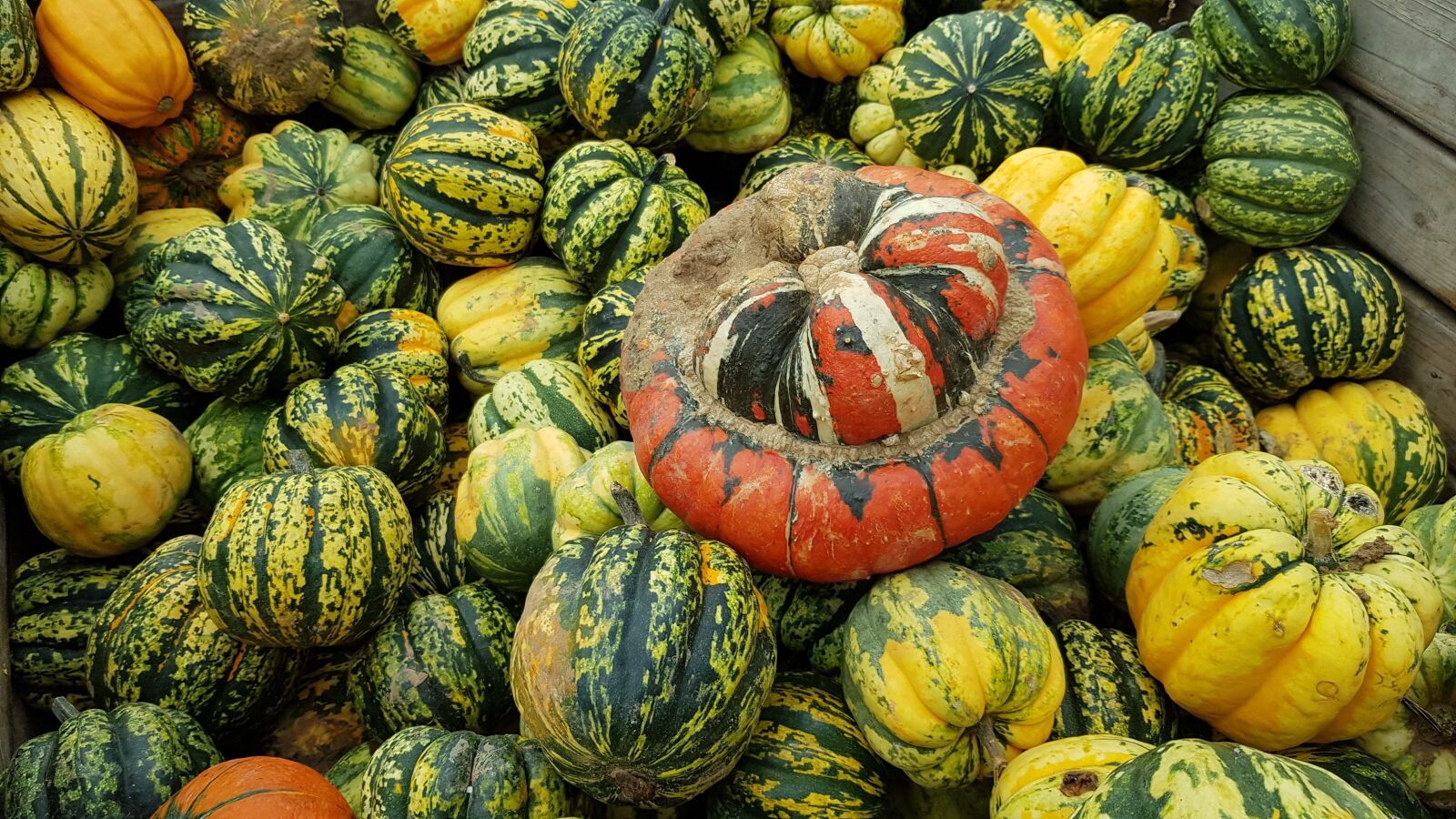 Samsung Galaxy S8 sample photo. Autumn, pumpkin, halloween photography