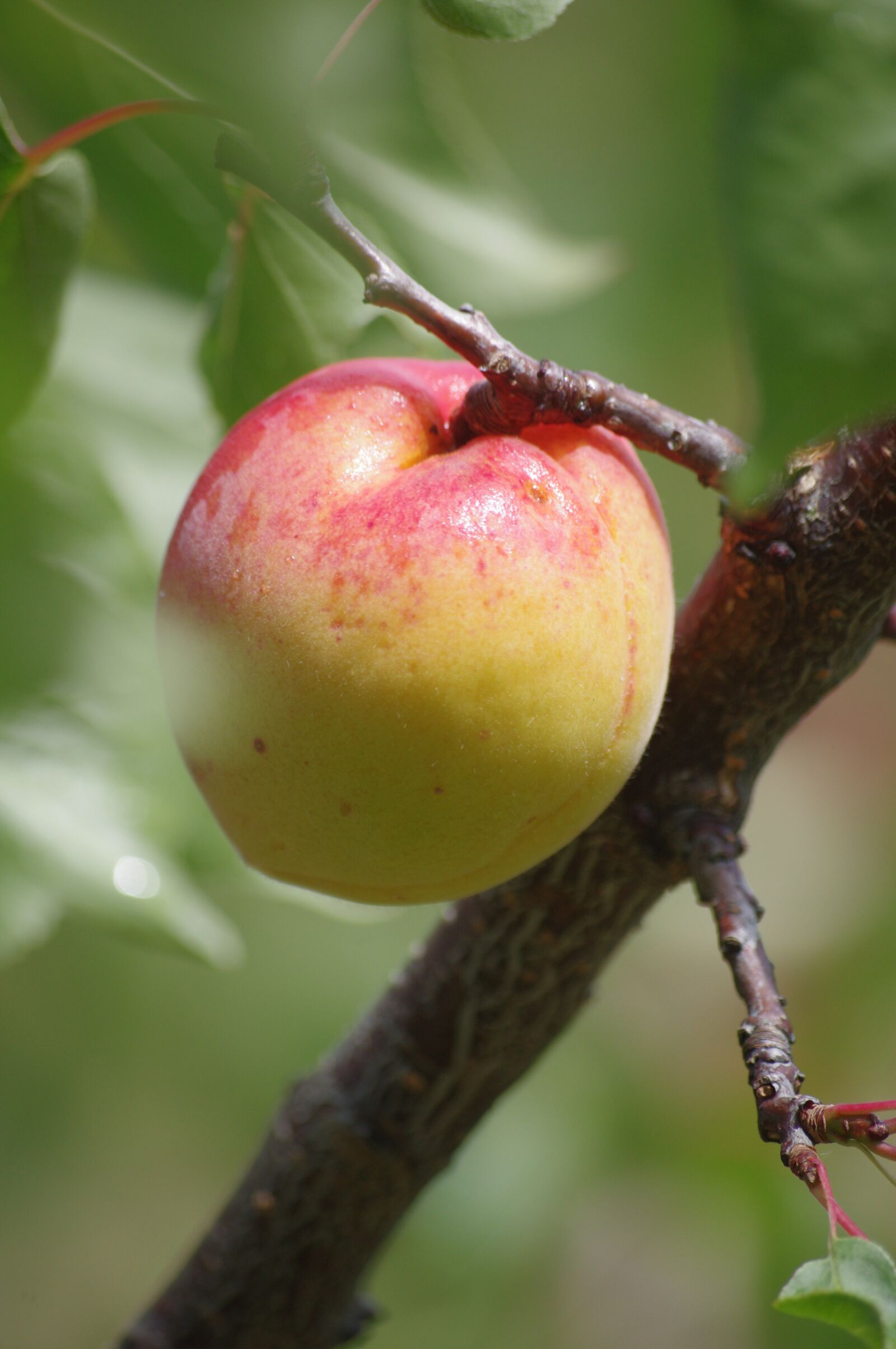 Pentax K-r sample photo. Apricot, fruit, orchard photography