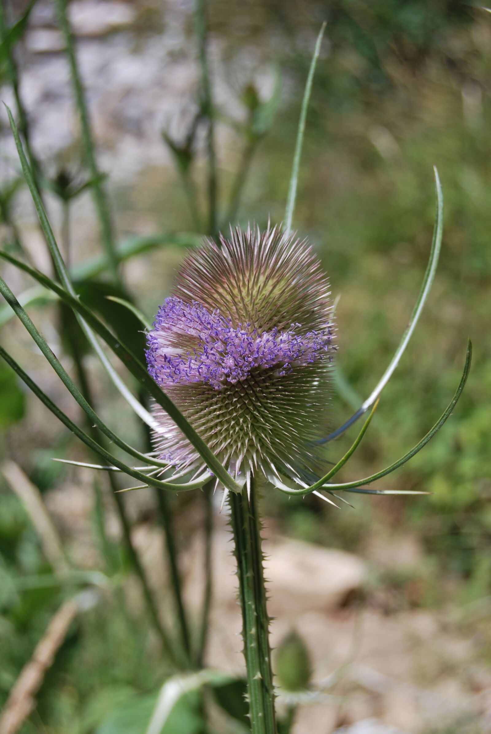 Nikon D60 sample photo. Nature, plant, thistle photography