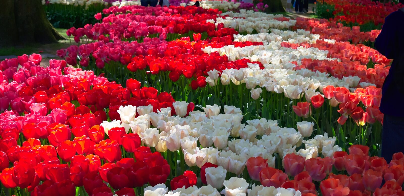 Nikon D5300 sample photo. Tulips, garden, blooming photography