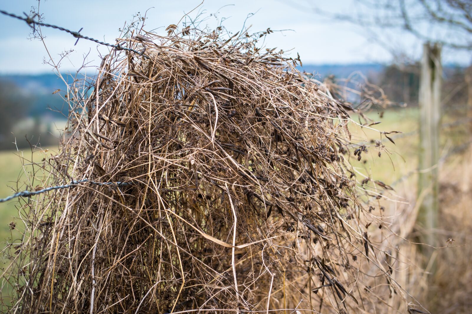 Samsung NX300M sample photo. Barbed wire, straw, grass photography