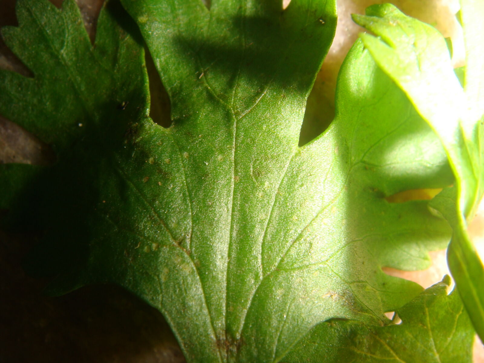 Sony DSC-T200 sample photo
