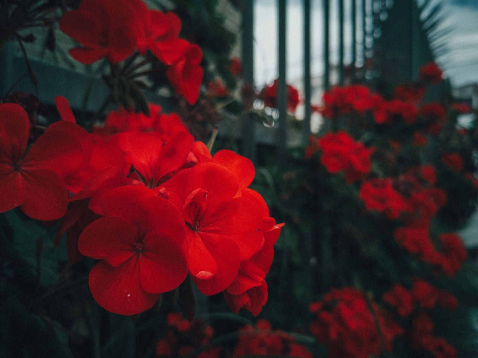 HUAWEI P20 sample photo. Geranium, red, passion photography