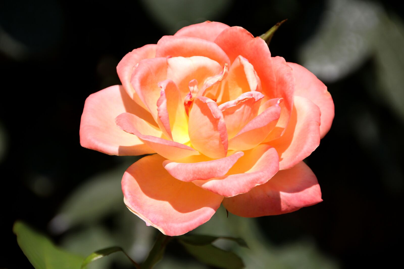 Canon EOS 650D (EOS Rebel T4i / EOS Kiss X6i) sample photo. Rose bloom, macro, close photography