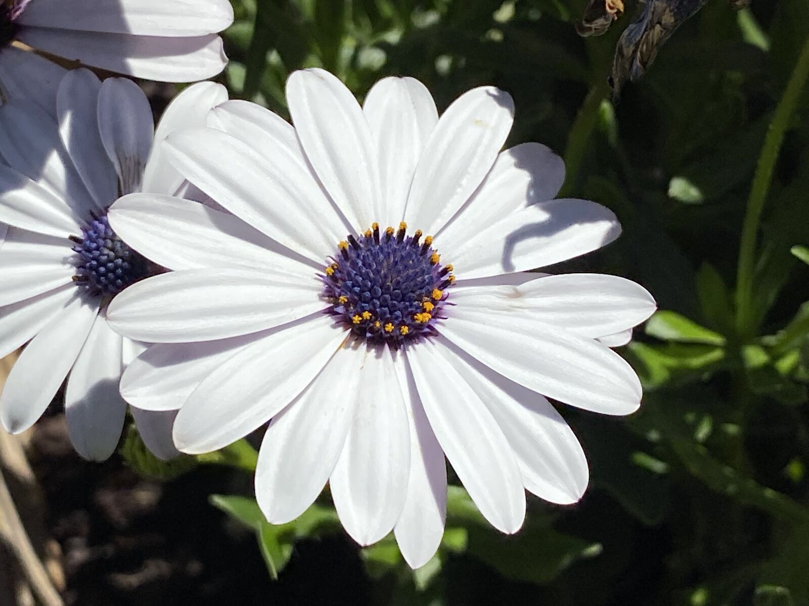 Apple iPhone 11 sample photo. Marguerite, white, flower photography
